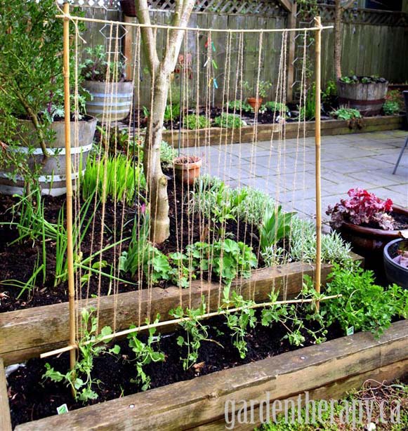 DIY Pea Trellis From Garden Therapy