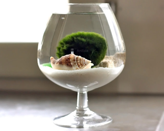 DIY Mini Aquarium